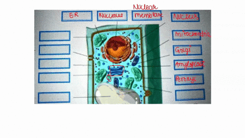 question-what-functions-do-the-organelles-in-a-plant-cell-perform-label-locate-each-organelle-in-the-plant-cell-label-the-organeles-in-the-diagram-balw-e-draw-in-the-space-belw-or-edit-using-24815