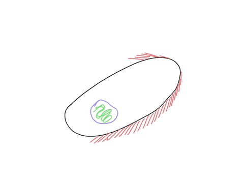 a-laboratory-investigation-included-examining-prepared-slides-of-pond-water-single-celled-organisms-with-a-nucleus-and-either-cilia-or-flagella-were-visible-these-organisms-probably-belong-t-77117
