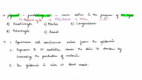 which-is-pigment-producing-cell-that-becomes-more-active-in-the-presence-of-ultraviolet-light-keratinocyte-b-melanocyte-c-merkel-d-basal-e-langerhans-60-squamous-cell-carcinoma-arises-from-t-24009