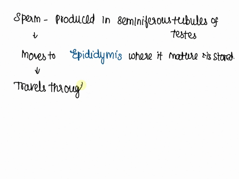 question-18-which-is-the-most-correct-sequence-of-sperm-flow-in-the-male-duct-system-epididymis-ductus-deferens-seminal-tubule-prostate-ureter-testes-ductus-deferens-urethra-seminal-vesicle-03866