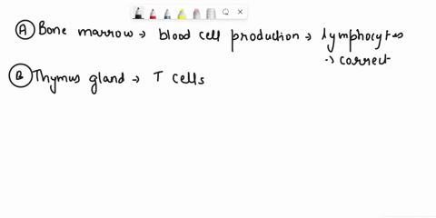 where-are-lymphocytes-produced-a-bone-marrow-c-spleen-b-thymus-gland-d-lymph-nodes-44721