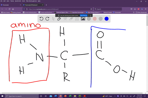 depicted-below-is-a-picture-of-an-amino-acid-which-is-the-building-block-of-proteins-what-functional-groups-are-present-list-these-in-alphabetical-order-blank-1-blank-2-when-two-amino-acids-34665