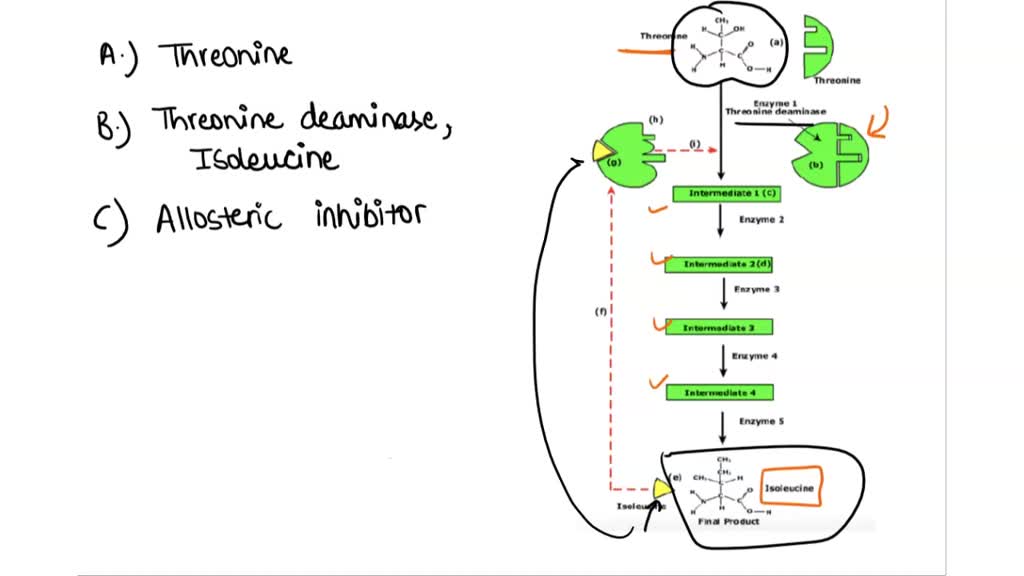 feedback inhibition in isoleucine synthesis