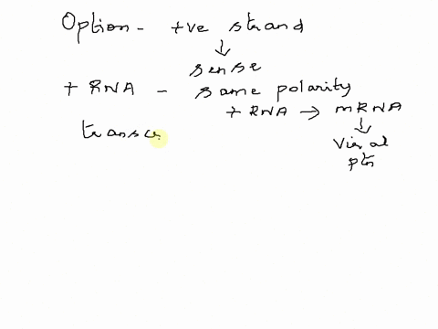 positive-strand-strand-rna-virus-select-one-a-can-be-used-directly-to-translate-viral-proteins-b-will-be-degraded-by-host-enzymes-must-first-be-converted-to-a-mrna-before-it-can-be-translate-10093