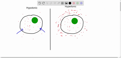 what-happens-when-a-cell-is-placed-in-a-hypotonic-solution-one-with-a-lower-solute-concentration-than-that-of-the-cell-what-happens-when-a-cell-is-placed-in-a-hypertonic-solution-one-with-a-44091