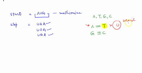 example-dna-gtacgcgtataccgacattc-mrna-caugcgcauauggcuguaag-codons-aug-cgc-aua-ugg-cug-uaa-amino-acids-methionine-arginine-isoleucine-tryptophan-leucine-using-the-example-above-transcribe-the-75238