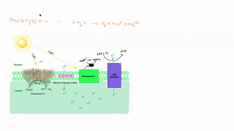 photosystem-ii-has-itself-two-reaction-centers-p680-ground-state-collects-light-energy-from-a-light-harvesting-complex-and-becomes-p680-excited-state-the-p680-lose-one-electron-each-and-beco-13534