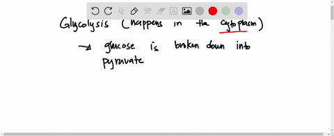 using-the-diagram-below-select-the-area-of-the-cell-where-pyruvate-transported-after-glycolysis-occurs-nucleus-cytoplasm-mitochondrion-not-to-scale-matrix-outer-membrane-intermombrane-compan-61474