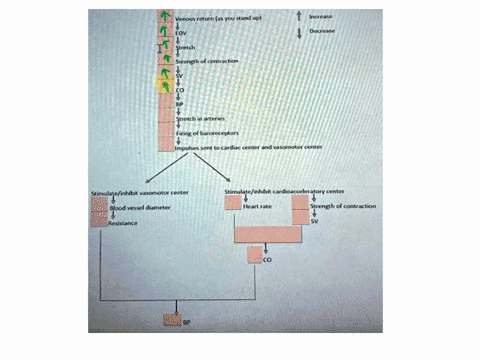 baroreceptor-reflex-review-fill-in-the-following-flowchart-to-demonstrate-the-baroreceptor-reflex-to-increase-blood-pressure-as-you-change-positions-from-lying-down-to-standing-up-venous-ret-04872