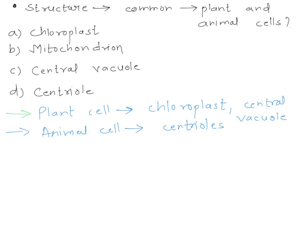 SOLVED: Which structure is common to plant and animal cells? (A)  chloroplast (C) mitochondrion (B) central vacuole (D) centriole