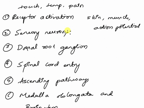 describe-the-normal-path-of-general-sensory-information-from-the-receptor-to-the-primary-somethestic-gyrus-of-the-brain-99367