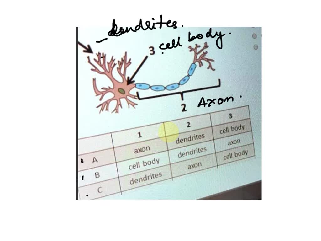 SOLVED I need help ASAP Elnen Which row in the table labels the