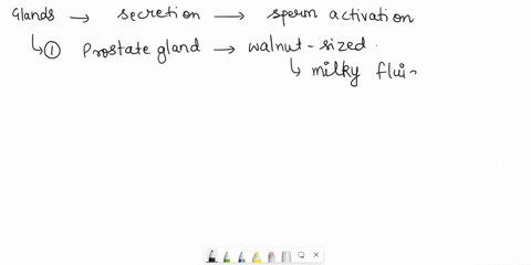 question-1-the-glands-whose-secretions-help-in-sperm-activation-2-points-a-the-prostate-b-the-seminal-vesicles-c-the-bulbourethral-glands-d-the-seminiferous-tubules-e-the-interstitial-cells-25375
