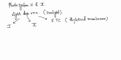 what-role-do-photosystems-i-and-ii-play-in-the-light-dependent-reactions-be-specific-about-the-role-of-electrons-reaction-center-light-harvesting-complexes-p680-p700-and-the-primary-electron-94292