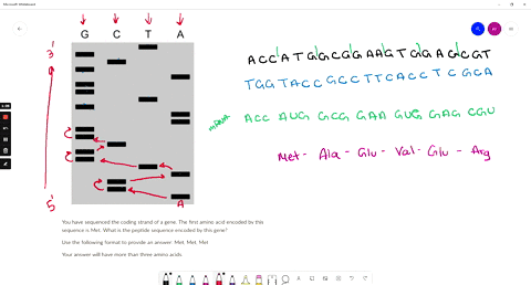 c-f-a-g-you-have-sequenced-the-coding-strand-of-a-gene-the-first-amino-acid-encoded-by-this-sequence-is-met-what-is-the-peptide-sequence-encoded-by-this-gene-use-the-following-format-to-prov-77354