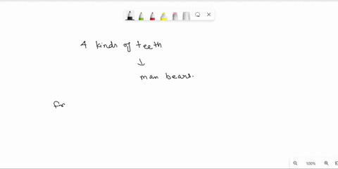 man-bears-4-kinds-of-teeth-from-front-to-the-back-of-the-jaw-choose-the-correct-order-from-the-following-a-i-incisor-ii-canine-iii-premolars-iv-molars-b-i-molars-ii-canine-iii-premolars-iv-i-85363