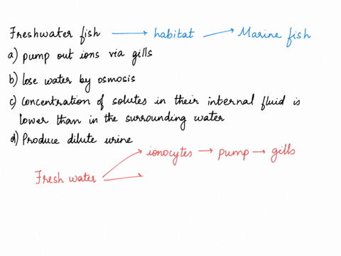 which-of-the-following-statements-apply-to-freshwater-fish-select-one-a-they-pump-out-ions-via-the-gills-b-they-lose-water-by-osmosis-c-the-concentration-of-solutes-in-their-internal-fluids-10566