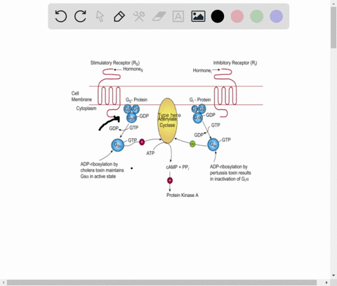 draw-a-diagram-showing-the-typical-signaling-pathway-involving-the-g-protein-coupled-receptors-17915