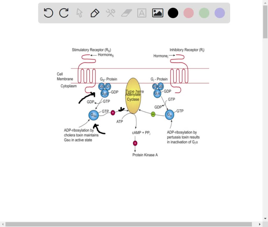 SOLVED draw a diagram showing the typical signaling pathway involving