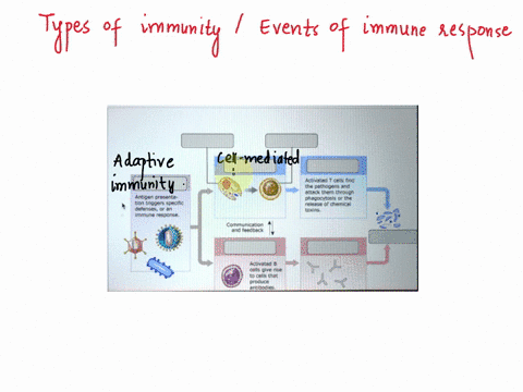 drag-the-labels-onto-the-diagram-to-identify-the-types-of-immunity-and-the-events-of-the-immune-response-ono-directphy-ytes-activa-adaptive-immunity-odie-cal-and-mmuneresponse-drag-the-label-34087