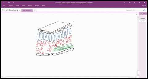 1-draw-a-leaf-cross-section-and-be-sure-to-label-the-pallisade-parenchyma-casparian-strip-spongy-mesophyll-vascular-cambium-stomata-epidermis-secondary-xylem-vascular-bundle-and-shoot-apical-74065