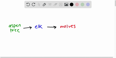 several-species-exist-within-yellowstone-national-park-wyoming-usa-and-therefore-several-food-chains-can-be-observed-within-one-such-food-chain-are-the-gray-wolves-who-prey-upon-the-elk-popu-1488