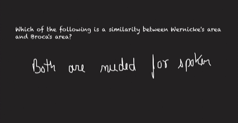 which-of-the-following-is-a-similarity-between-wernickes-area-and-brocas-area-both-send-output-to-the-motor-cortex-both-are-needed-for-spoken-language-both-are-needed-to-understand-complicat-50068