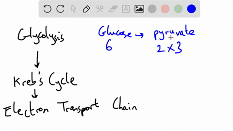 which-of-the-following-stages-of-cellular-respiration-does-notcontain-any-carbon-atoms-from-the-original-glucose-molecule-37297