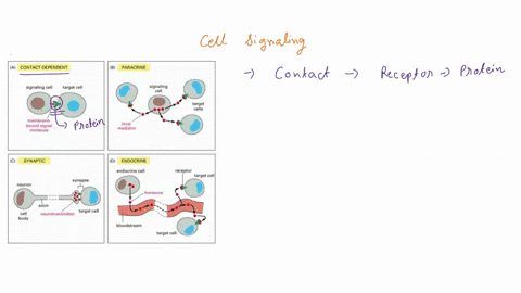 which-of-the-following-statements-is-false-in-contact-dependent-signaling-cell-surface-bound-signal-molecule-binds-to-receptor-protein-on-an-adjacent-cell-synaptic-signals-are-performed-by-n-55378