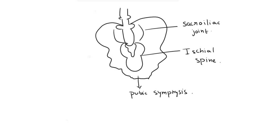 Sartorius muscle originates from .......... greater trochanter lesser ...