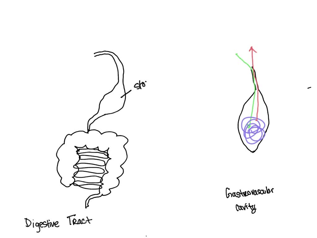 solved-an-advantage-of-a-complete-digestive-system-over-a