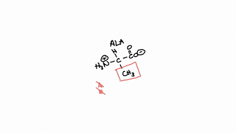 2-which-of-the-following-amino-acids-can-form-hydrogen-bonds-between-their-side-chain-groups-h0-1-i-h-0-hn-c-0-hnn-c-c-0-ch-alanine-ala-alanine-and-glycine-alanine-and-aspargine-aspargine-an-92668