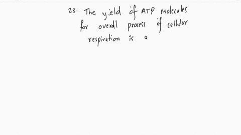 which-of-these-is-not-part-of-cellular-respiration-a-electron-transport-chain-b-glycolysis-c-calvin-cycle-d-krebs-cycle-66841