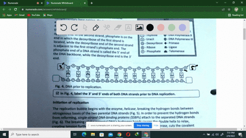dna-replication-exercise-b-dna-replication-cont-dna-prior-mpllcidon-replication-dna-doubl-complementary-base-stranded-helix-with-paafing-complementan-droer-ache-na-paltinp-incwd-unnporalk-wa-03261
