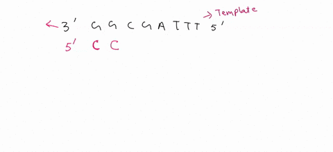 if-the-transcript-template-strand-of-dna-is-of-the-sequence-3-ggcgattt-5what-sequence-will-rna-polymerase-synthesise-from-this-gene-select-one-o-a-3-ggcgauuu-5-o-b-5-aaaucgcc-3-c3-aaaucgcc-5-88375