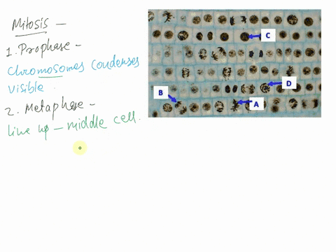 letter-b-found-in-the-image-above-represents-a-cell-in-which-phase-a-prophase-b-metaphase-c-anaphase-d-interphase-ignore-highlighted-answer-was-just-a-educated-guess-letter-b-found-in-the-im-10098