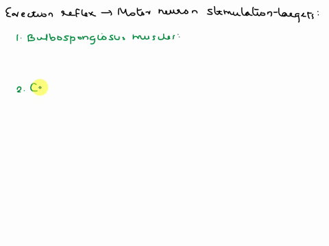 which-of-the-below-are-effectorstargets-of-motor-neuron-stimulation-during-the-erection-reflex-bulbourethral-gland-cavernousveins-glans-buibosponglousus-muscle-cavernousarteries-54371
