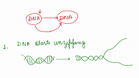 Describe the steps involved in dna replication by using one...