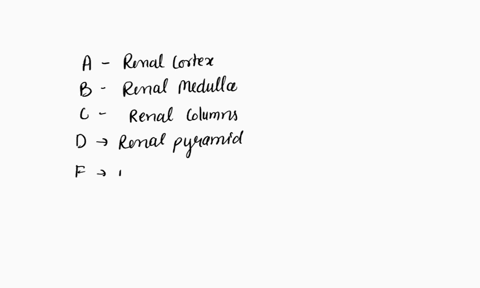 tioni-choose-renal-cortex-minor-calyx-renal-papilla-nephron-ureter-major-calyx-papillary-duct-renal-column-renal-medulla-renal-pelvis-renal-capsule-renal-pyramid-collecting-duc-72238