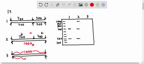 draw-the-expected-rflp-results-for-the-three-individuals-shown-1-3-on-the-gel-enter-the-genotypes-of-each-person-below-the-gel-eg-ifthe-internal-cut-site-correlates-to-dominant-eenotype-1-30-75468