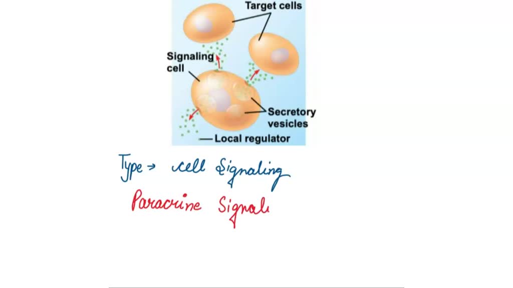 SOLVED Which type of cell signaling process demonstrated by the figure
