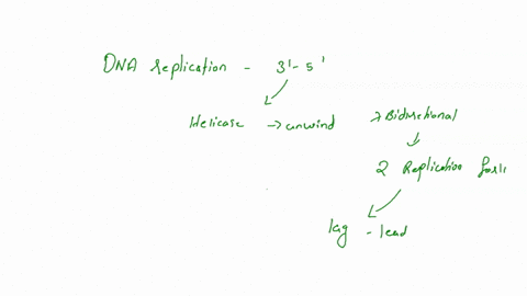 why-is-it-not-possible-for-dna-replication-to-proceed-in-the-3-5-direction-even-if-a-hypothetical-polymerase-for-it-exists-explain-using-energetics-in-your-answer-37456