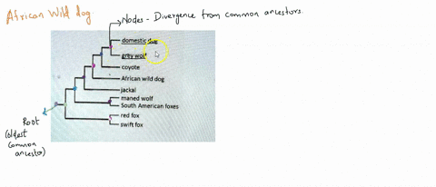 review-the-phylogenetic-tree-below-referring-only-to-this-which-of-these-species-is-the-most-closely-related-evolutionarily-to-the-_-african-wild-dog-domestic-dog-grey-wolf-coyote-african-wi-78302