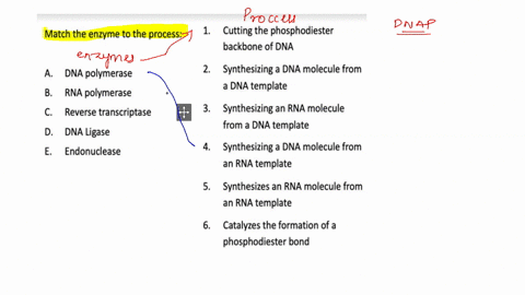 match-the-enzyme-to-the-process-1-cutting-the-phosphodiester-backbone-of-dna-a-dna-polymerase-b-rna-polymerase-c_-reverse-transcriptase-2_-synthesizing-a-dna-molecule-from-a-dna-template-3_-76812