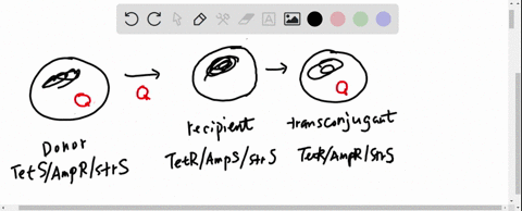you-have-set-up-the-following-conjugation-experiment-the-donor-is-sensitive-to-tetracycline-tets-and-carries-a-plasmid-encoding-resistance-to-ampicillin-ampr-the-donor-was-crossed-via-conjug-73358