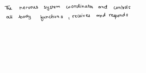 big-ideas-general-functions-of-the-nervous-system-2-neuroglial-cells-and-their-functions-oligodendrocyte-astrocyte-microglial-cells-anatomy-of-a-neuron-axon-dendrite-etc-number-of-cranial-an-66934