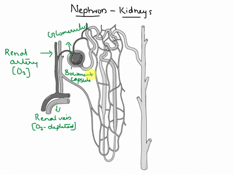 Sketch and label structure of nephron.