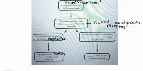 part-iii-the-chemical-synapse-halothane-docs-nloi-change-motor-ncuron-function-pethps-flected-the-neuromuskulur-junction-complete-the-following-flow-dixgramn-by-glline-in-chc-blanks-secreted-78683