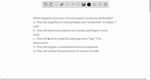 what-happens-once-your-immune-system-produces-antibodies-a-they-are-engulfed-by-macrophages-and-presented-to-helper-t-cells-b-they-will-attack-and-destroy-any-foreign-pathogen-in-your-body-c-90863