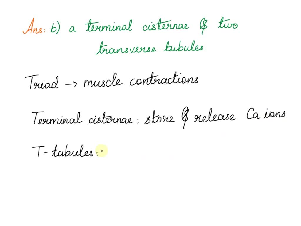 SOLVED: The skeletal muscle complex known as the triad consists of A ...